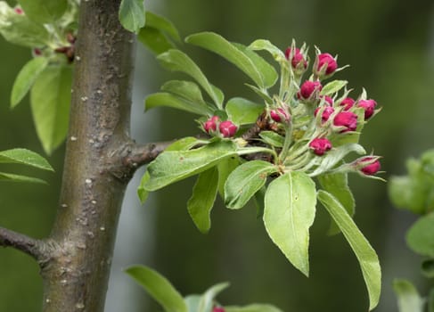 Apple tree branch with buds in sprin time. Spring Orchard.
