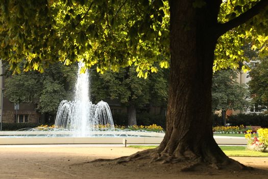 Trees in Switzerland