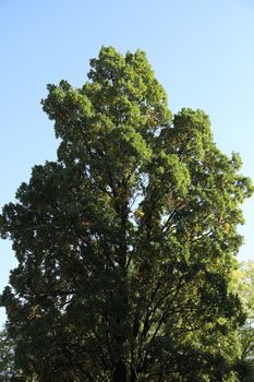 Trees in Switzerland