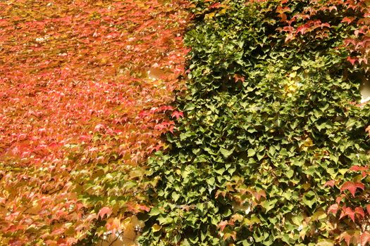 Trees in Switzerland