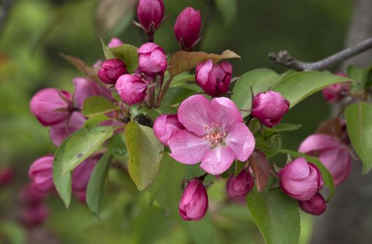 Branch of Blooming Pink Apple Tree Close Up View.