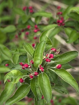 Apple tree branch with buds in sprin time. Spring Orchard.