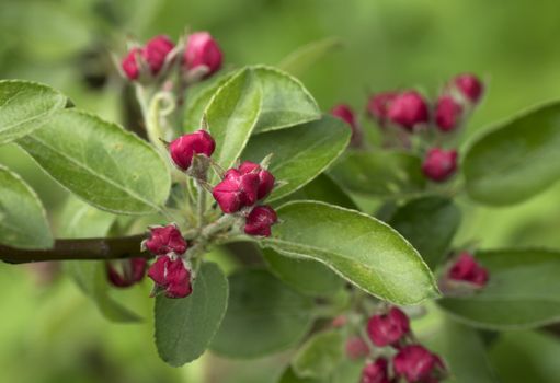 Apple tree branch with buds in sprin time. Spring Orchard.