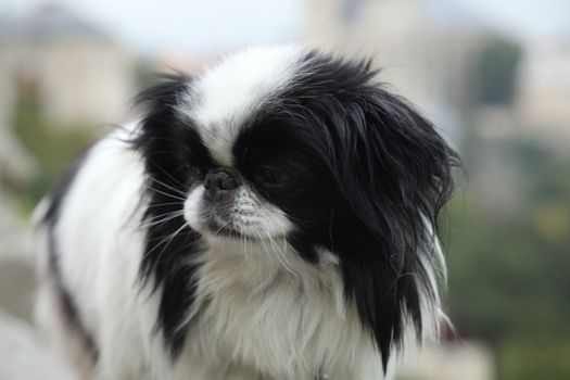 Dog at Home