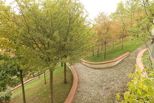 Trees in Switzerland