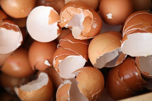 Egg shells closeup