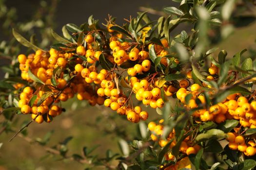 closeup shot of Fruits