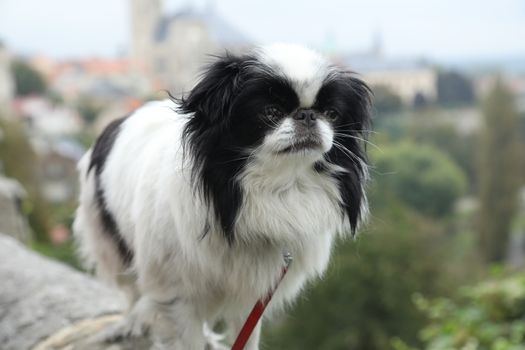 Dog at Home