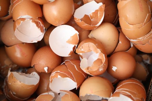 Egg shells closeup