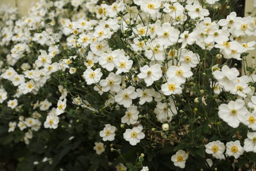closeup shot of flowers