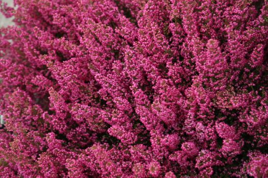 closeup shot of flowers