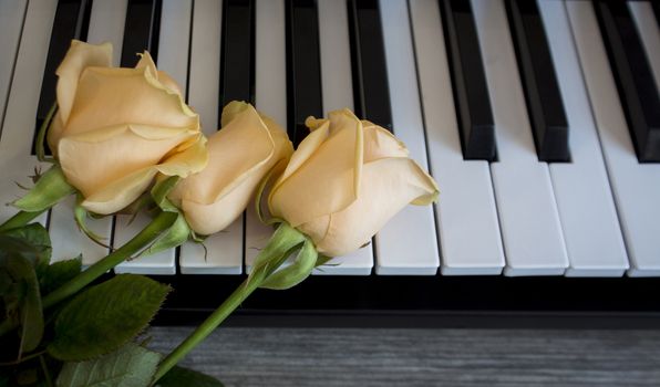 Three roses on black and white piano keys, international women's day, mother's day, romance, love, flowers