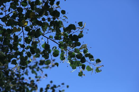 Trees in the Nature