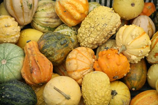 Vegetables close up