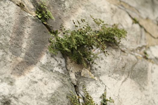 Raw stone Texture