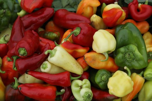 Vegetables close up