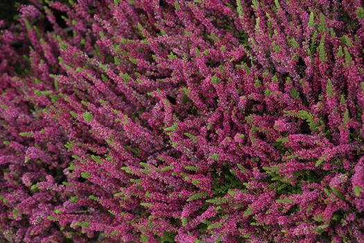 Indian Medicated Plant closeup