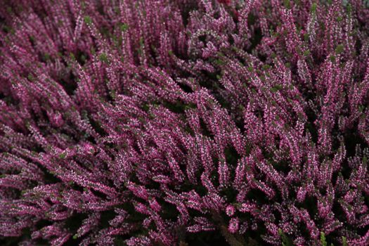 Indian Medicated Plant closeup