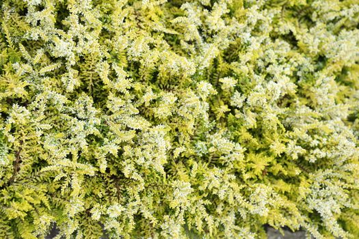 Indian Medicated Plant closeup