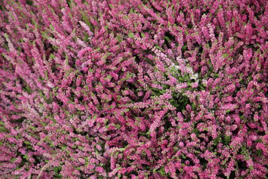 Indian Medicated Plant closeup
