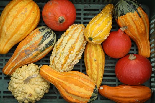 Vegetables close up