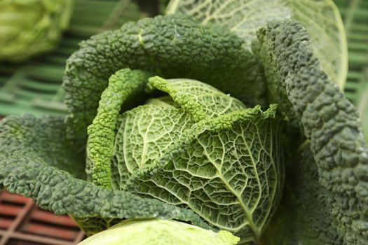 Vegetables close up