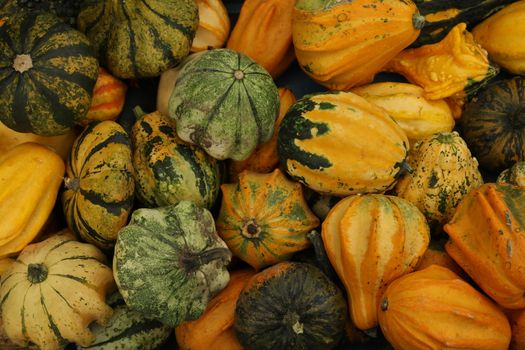 Vegetables close up