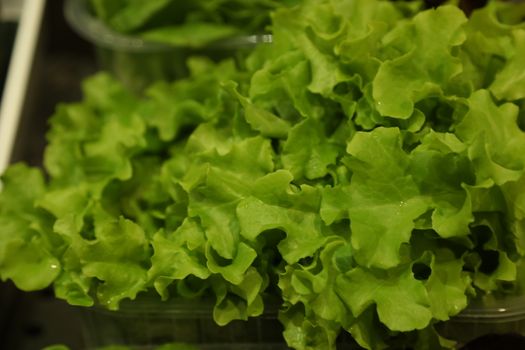 Vegetables close up