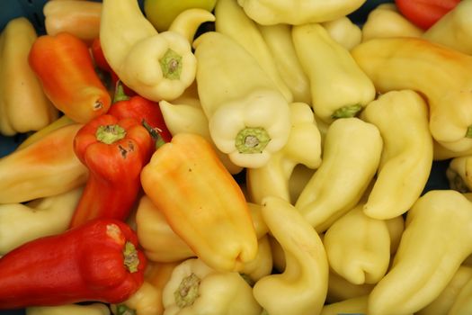 Vegetables close up