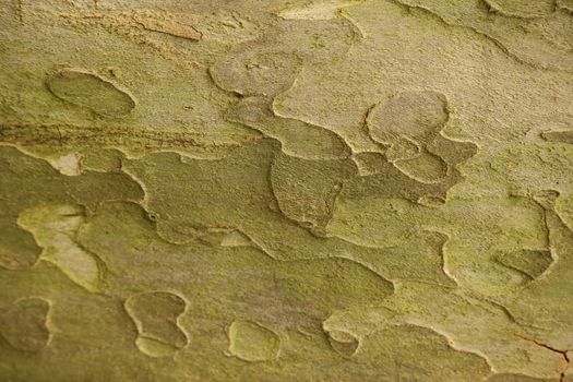 Tree Trunk texture macro shot