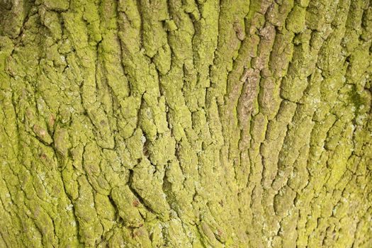 Tree Trunk texture macro shot