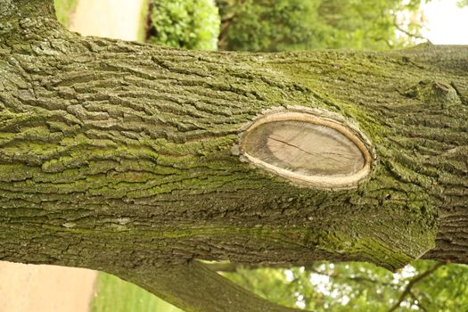 Tree Trunk texture macro shot