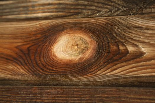 Tree Trunk texture macro shot
