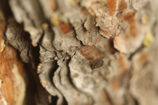 Raw stone Texture