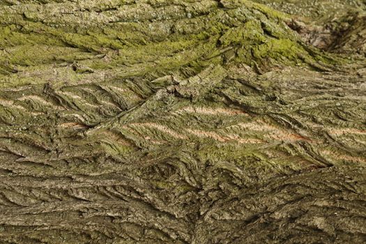 Raw stone Texture