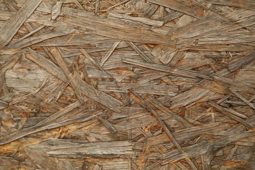 Tree Trunk texture macro shot