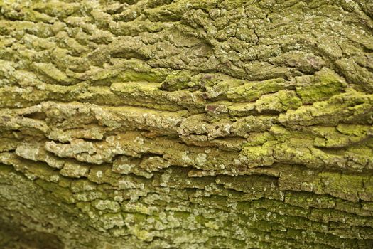 Tree Trunk texture macro shot
