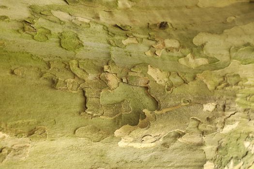 Tree Trunk texture macro shot