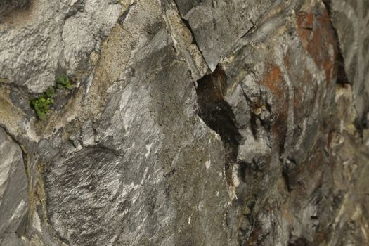 Tree Trunk texture macro shot