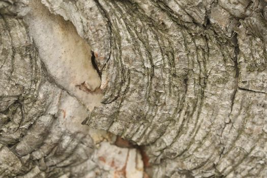 Tree Trunk texture macro shot