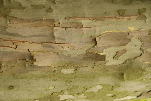 Tree Trunk texture macro shot