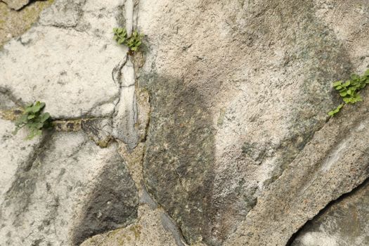 Raw stone Texture
