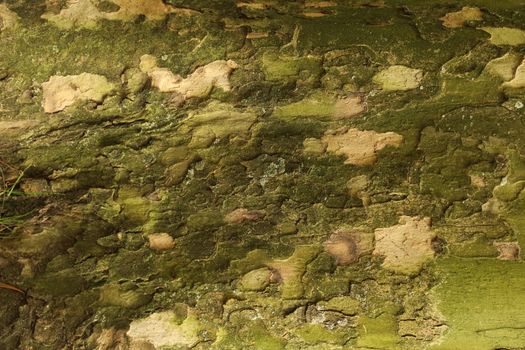 Tree Trunk texture macro shot