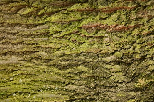 Tree Trunk texture macro shot