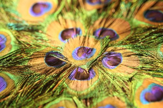 peacock feather closeup