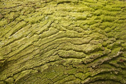 Tree Trunk texture macro shot