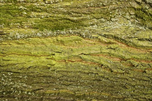 Tree Trunk texture macro shot