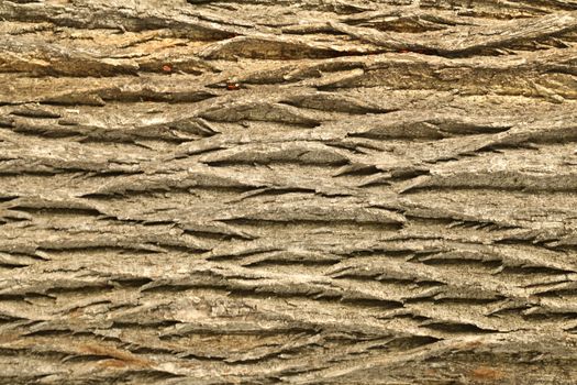 Tree Trunk texture macro shot