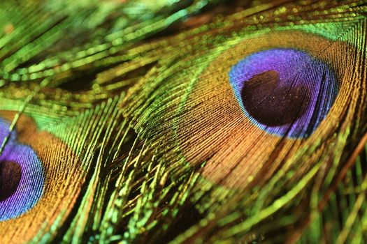 peacock feather closeup