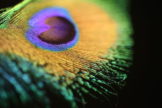 peacock feather closeup